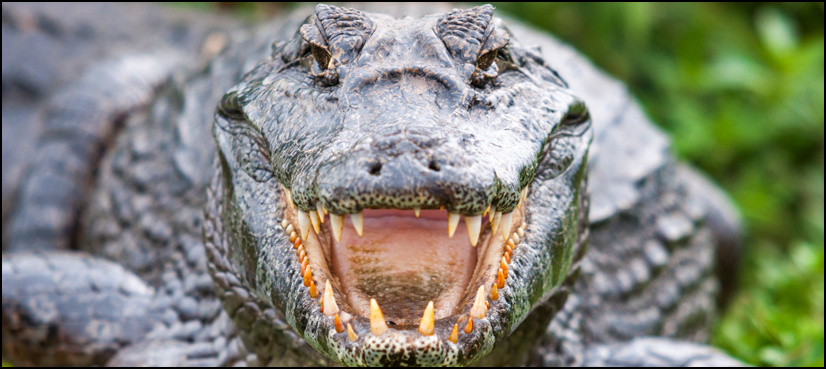 Alligator bites off the arm of a Florida man fleeing police