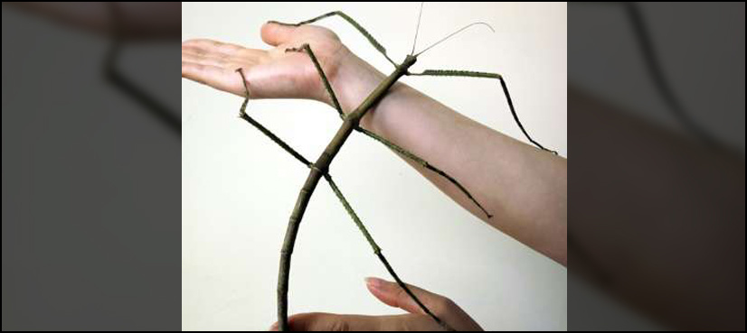 China bug declared world's longest insect