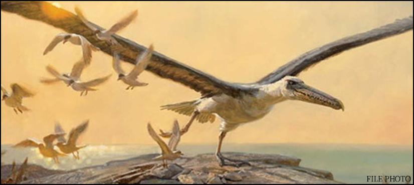 Giant prehistoric bird fossils found in Antarctica