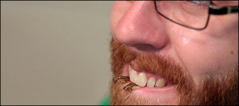 Edible bug industry hopes crickets and kin are the next sushi