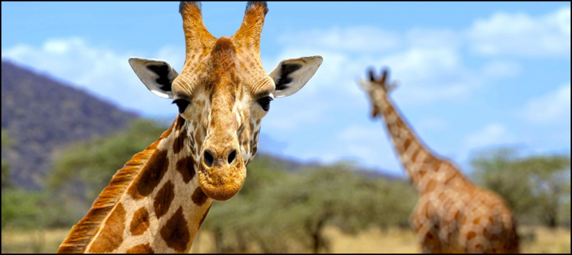 Genes tell how the giraffe got its long neck
