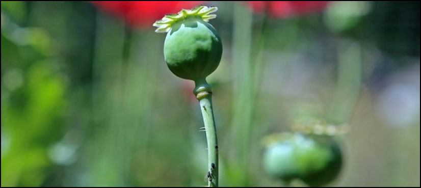 Poppy growth down 95% in Afghanistan since Taliban ban: UN