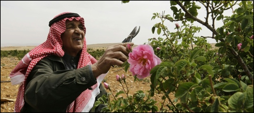 War claiming toll of Syria's legendry damask rose