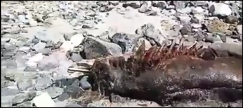 Experts clueless as 'mysterious' creature washes ashore Mexican beach