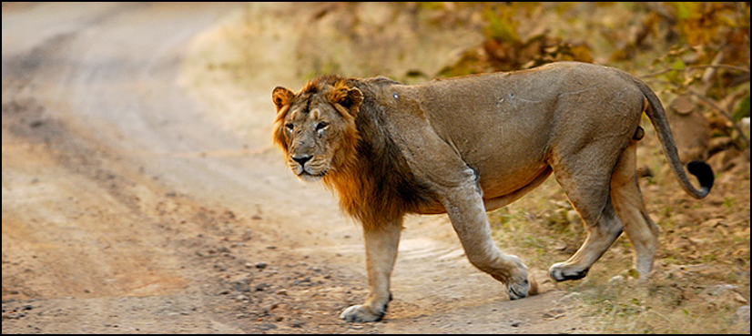 India snares 'man-eating lion' after human tissue found