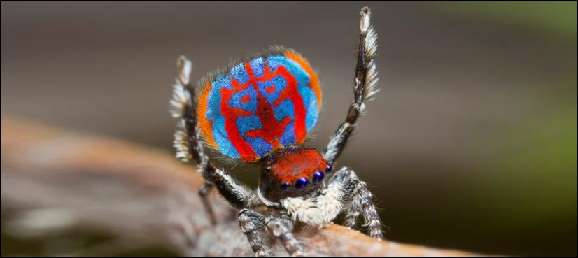 Being cute not enough for this spider when choosing a mate
