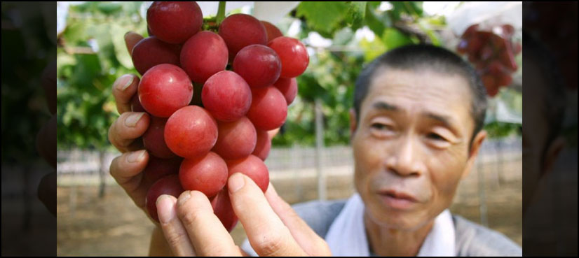 Raisin' cash: Japan grapes fetch $10,900 at auction