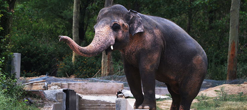 Kavaan the lonely elephant at Islamabad Zoo suffering 'mental illness'