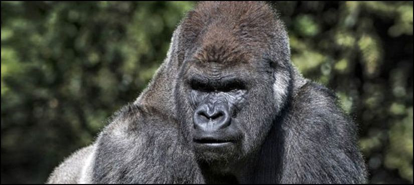 Mexican zoo shocked after beloved gorilla dies