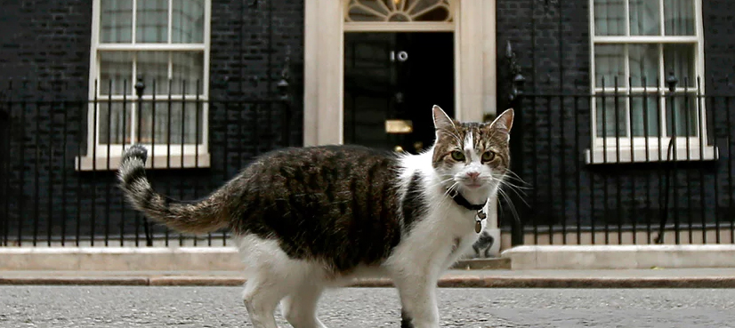 Larry the cat staying put in Downing Street