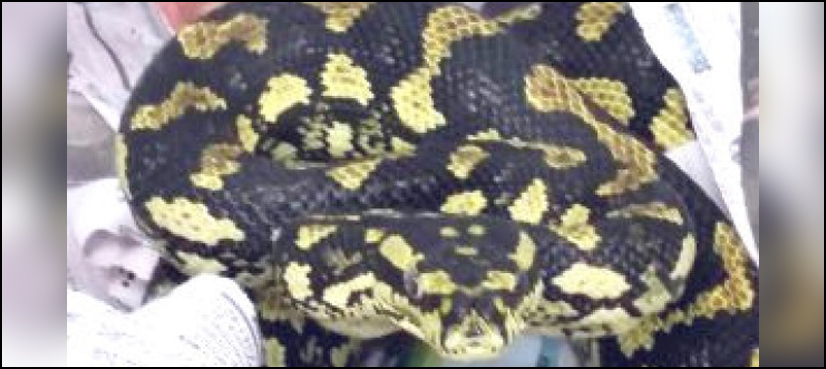 3-feet python scares passenger in a train