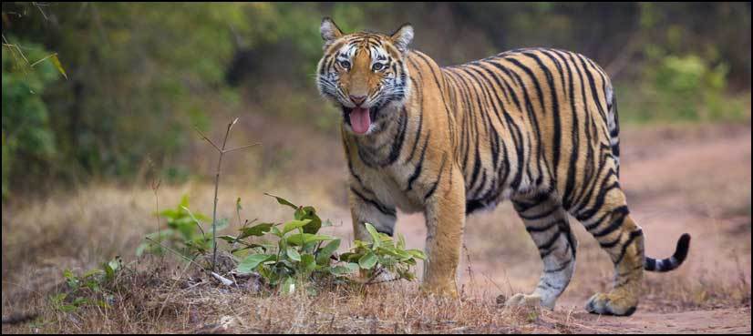 WWF calls for crack down on 'tiger farms'