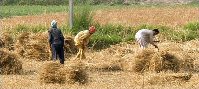 Revolutionising Agriculture in Sindh: A Leap Towards Prosperity and Food Security