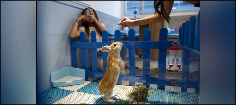 Hong Kong cafe allows customers to pet rabbits