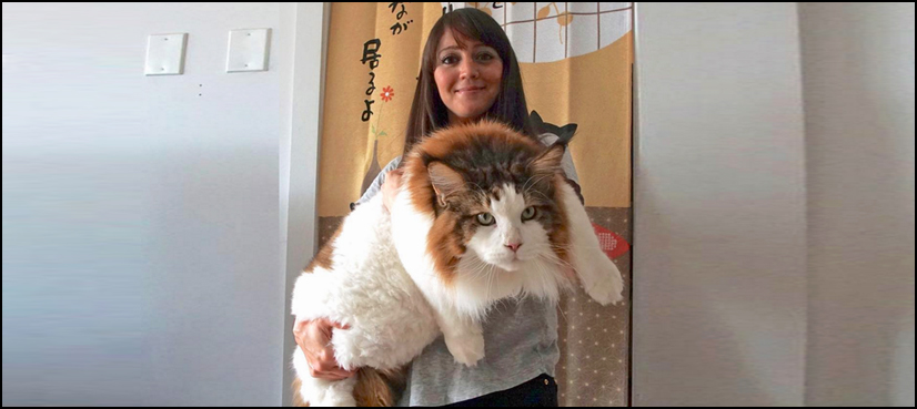 Meet Samson -- 'the biggest' cat in New York
