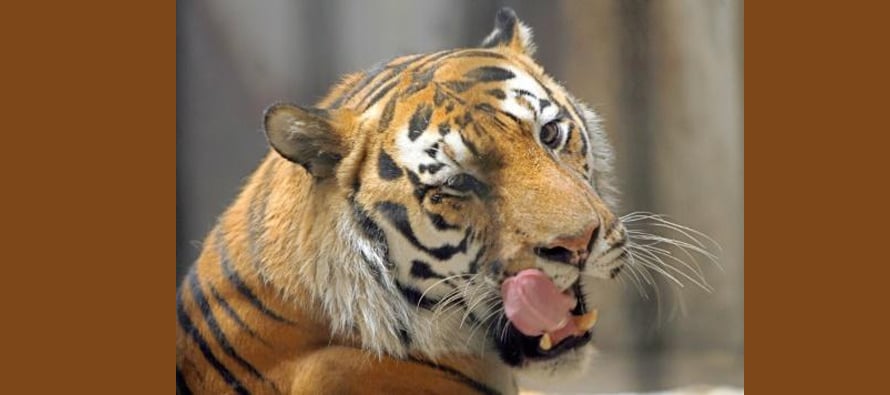 Victims to blame in fatal tiger attack in China: report