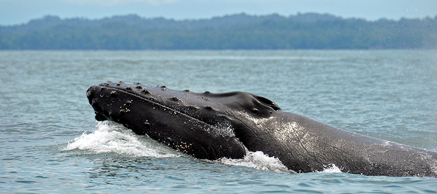 When ships pass, whales eat less: study