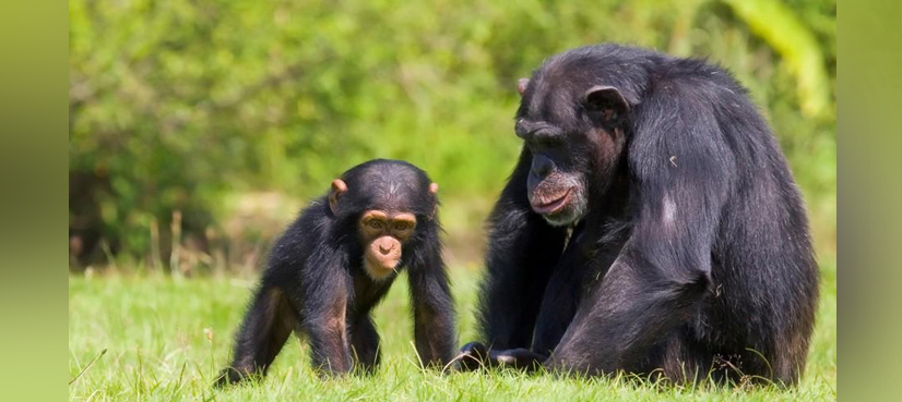 Chimps prefer to cooperate over compete: study