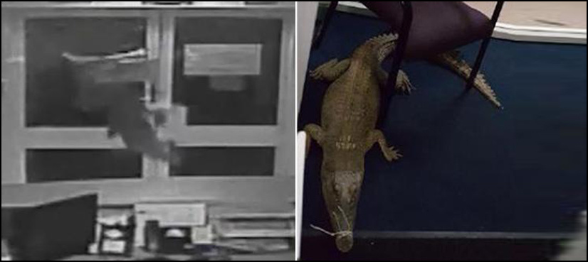 VIDEO: Police hunt men who dumped crocodiles in Australian school