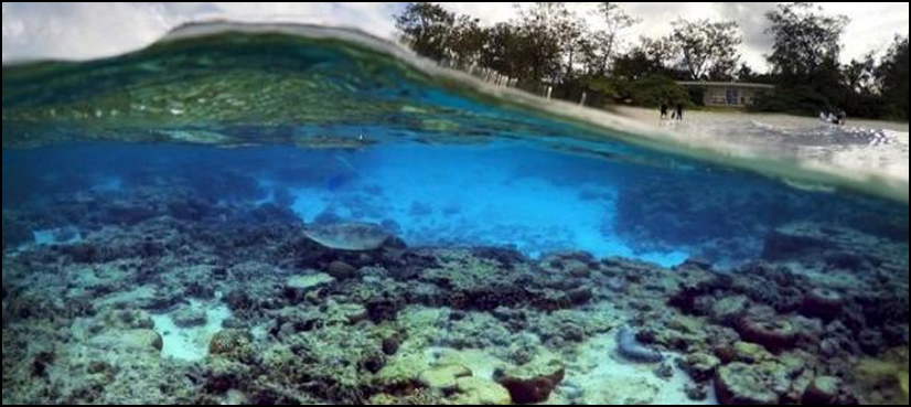 Some fish tackle ocean global warming by pretending it's night