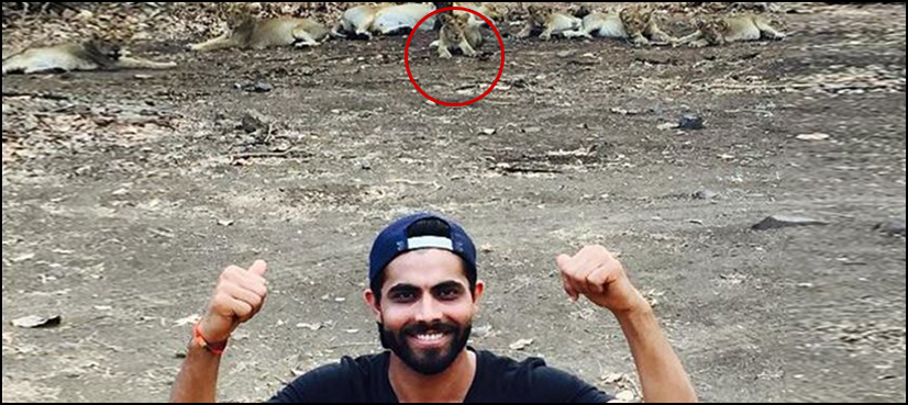 Indian cricketer Ravindra Jadeja fined $300 for lion selfies