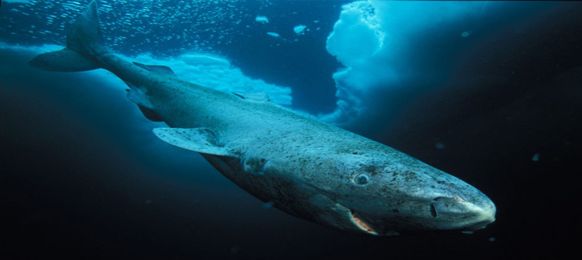 Greenland sharks may live 400 years, researchers say
