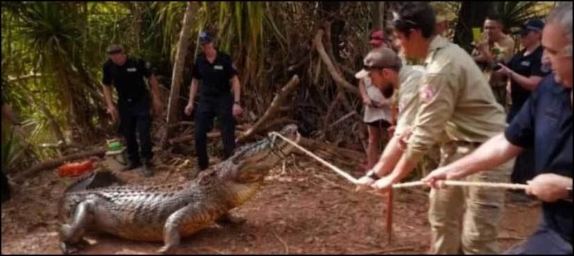 WATCH: Australia police capture giant cattle-eating croc
