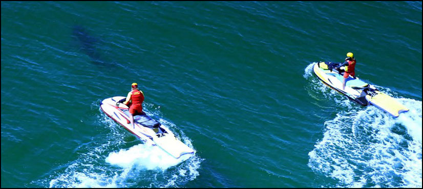 Teenage surfer mauled at Australian shark hotspot