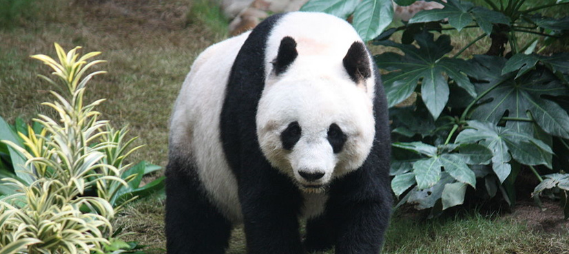 Five things to know about China's panda conservation programme