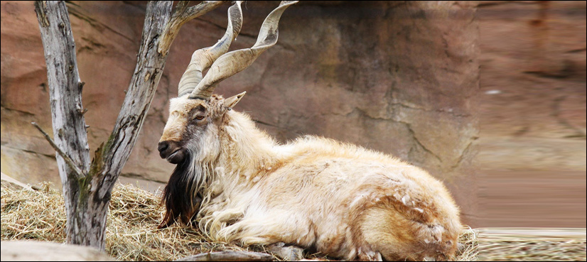 Suspected hunter of markhor presented before Chitral court