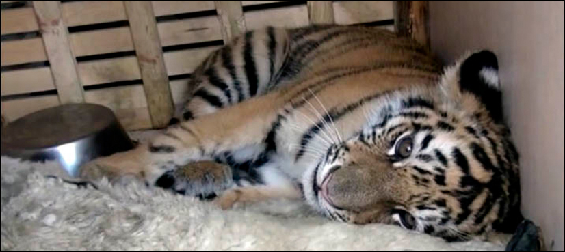VIDEO: Siberian tiger finally captured after days of sightings in Russian city