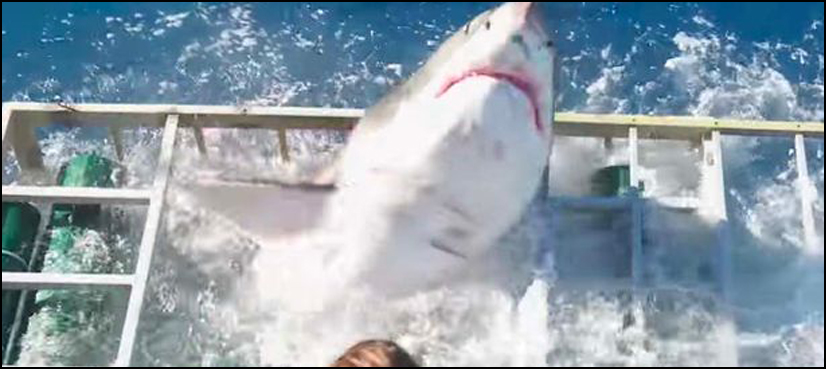 VIDEO: Diver survives after being trapped inside cage with shark