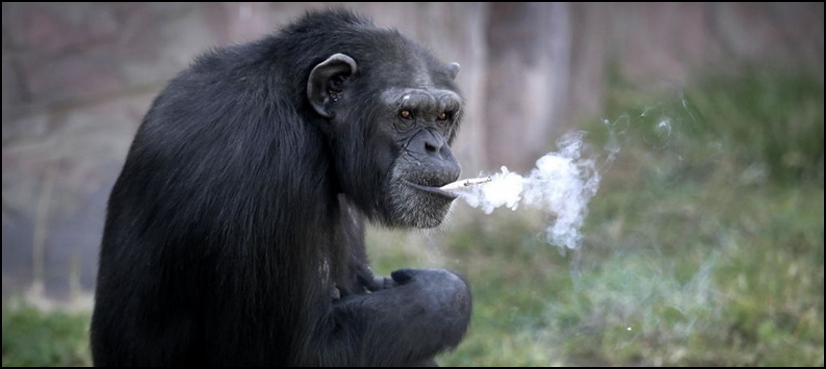 VIDEO: Chimpanzee who smokes 20 cigarettes a day becomes star of North Korean zoo