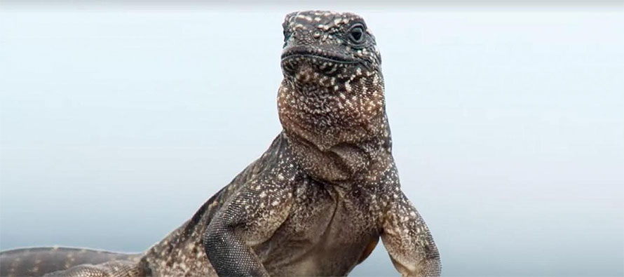 Rajnikanth or Usain Bolt: Breathtaking Iguana vs Snake video breaks the internet
