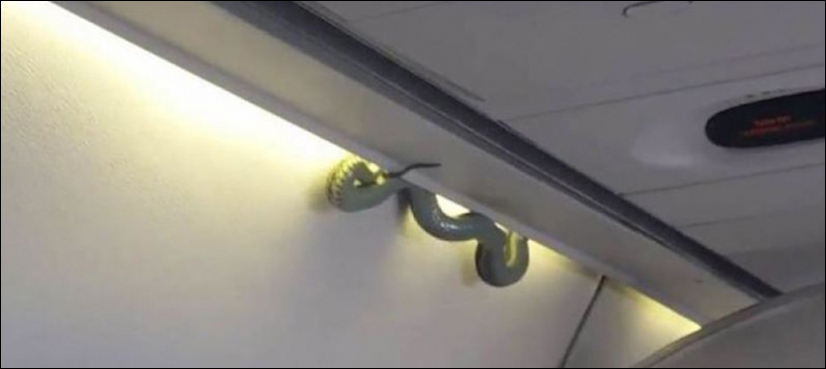 VIDEO: Snake on a plane a first-class surprise in Mexico