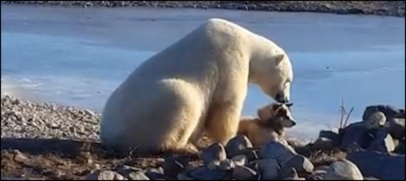 Polar bear's affection for dog caught in viral video