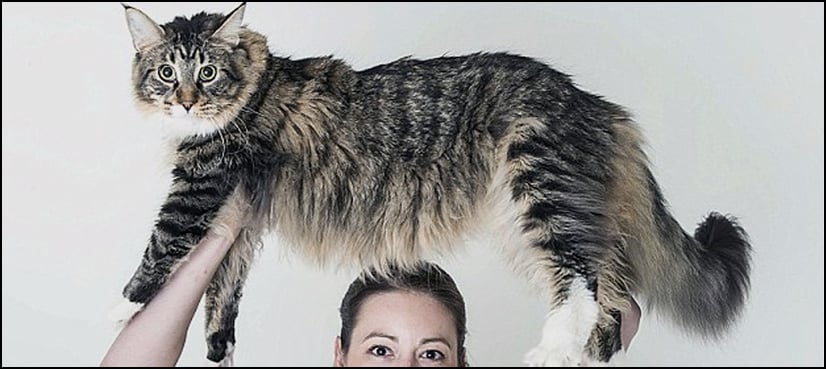 VIDEO: Ludo, the world’s longest cat awarded place in Guinness World Records