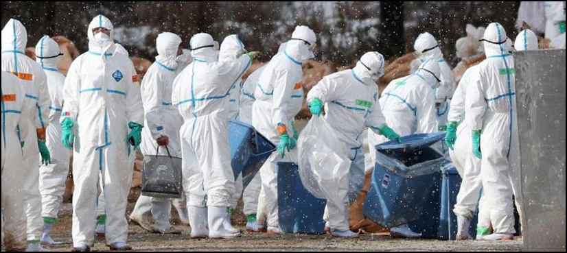Japan culling 330,000 birds to fight avian flu