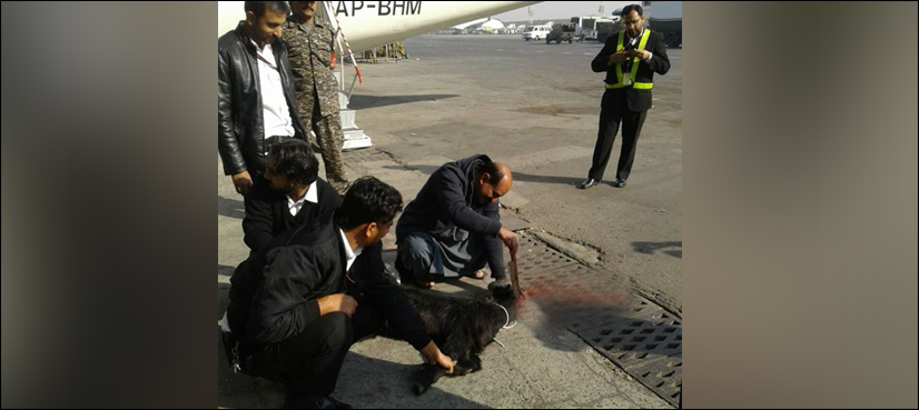 PIA ‘sacrifices black goat' before flying ATR plane