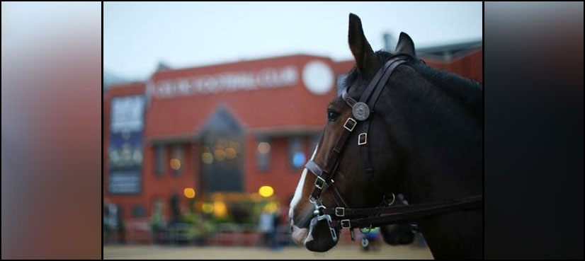 Football fan fined for throwing burger at police horse