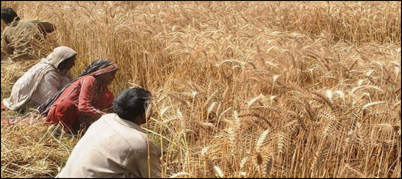 Early drought warning helps Pakistani farmers prepare for dry season