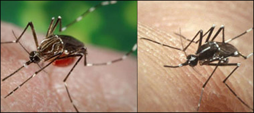 What is Chikungunya? - Transmission, Symptoms and Treatment
