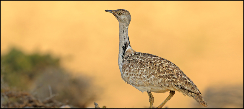 BHC tells govt to take measures to check illegal hunting