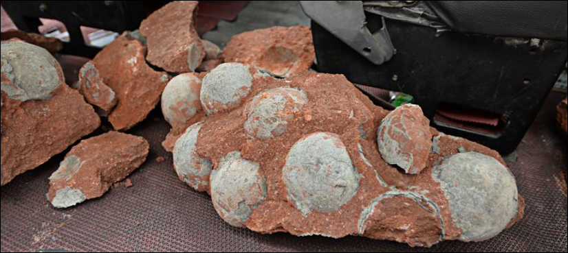 Some dino eggs took months to hatch, perhaps leading to extinction: study
