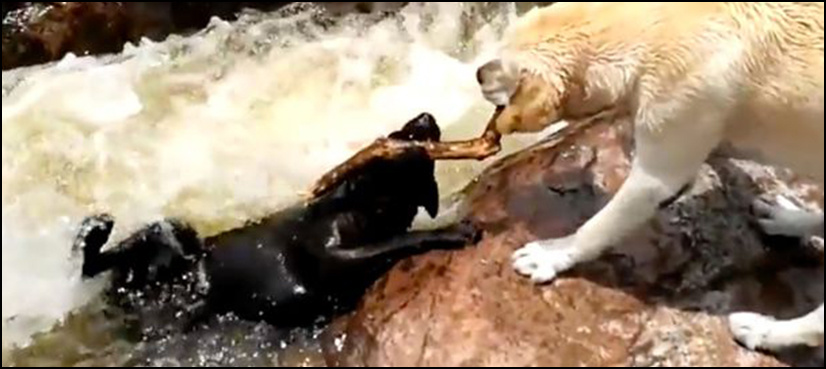WATCH: Dog saves pal from fast-flowing river in incredible video