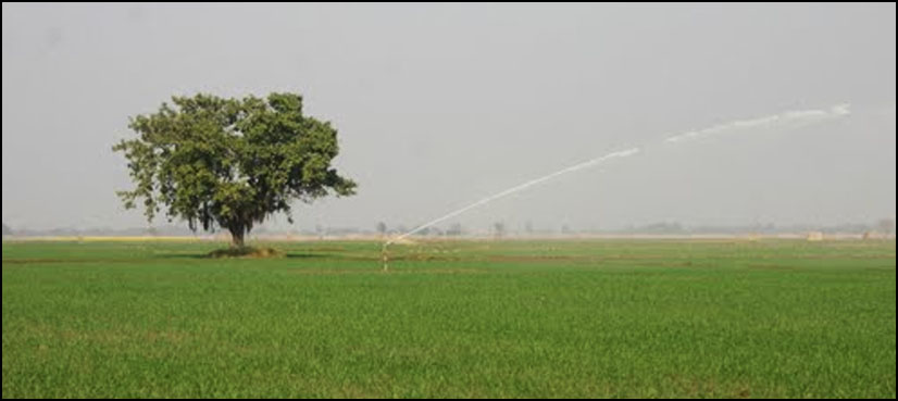 Dead body recovered from fields near Gujranwala