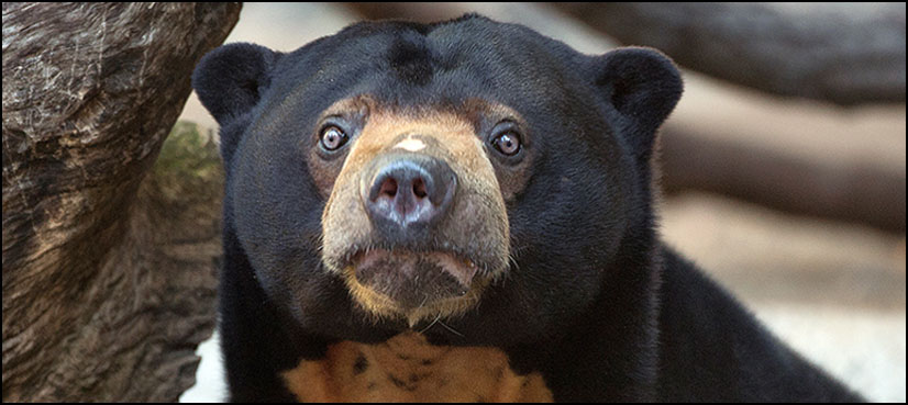 How our shopping habits hurt endangered species