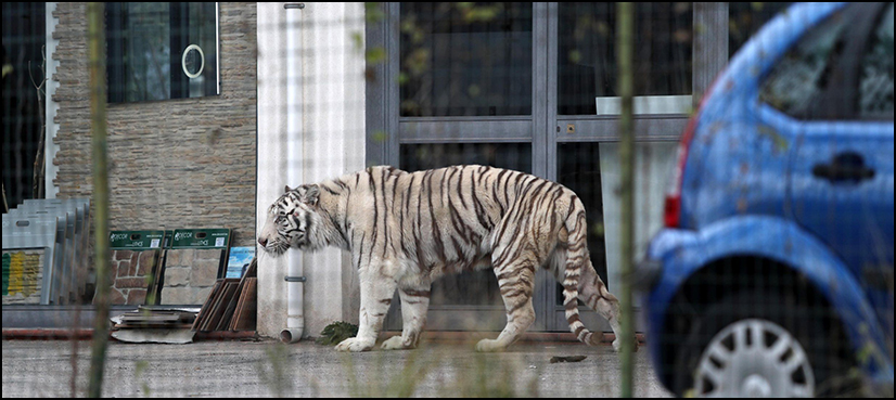 WATCH: Tiger causes panic in Italian city after escaping circus