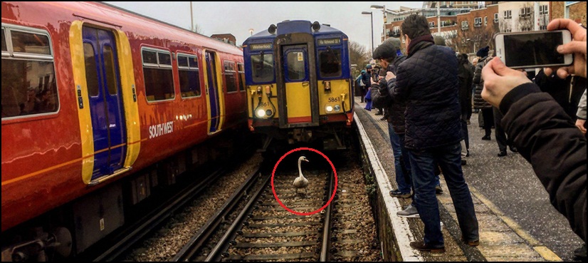 Hilarious video shows train delayed after swan ‘refuses to get off track’