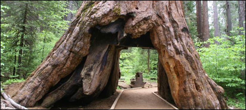 Iconic 1000-year-old ‘tunnel tree’ in California topples in storm